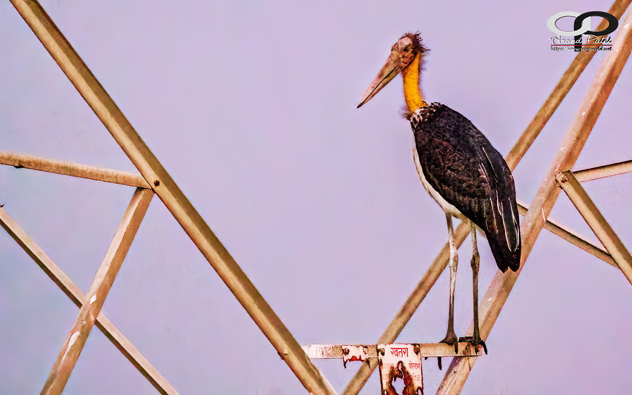 Lesser Adjutant